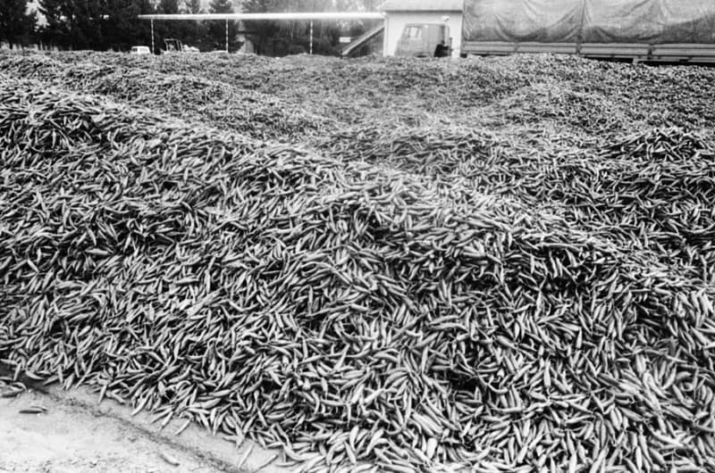 Vitamin Paprikagyár