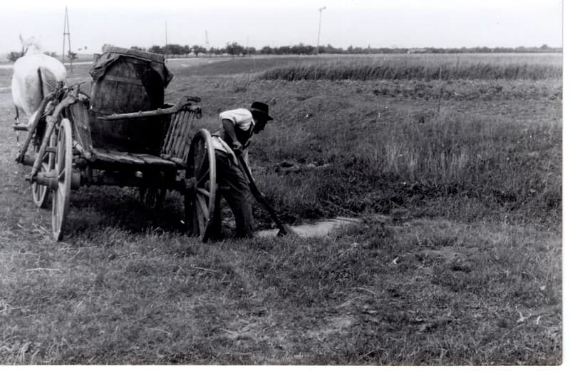 Paprikaültetés - vízhordás