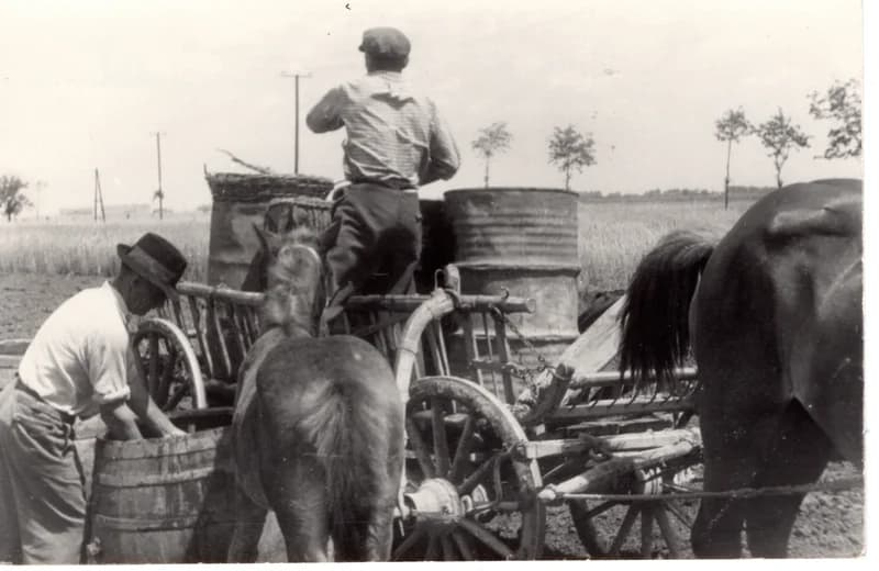 Paprikaültetés - vízhordás