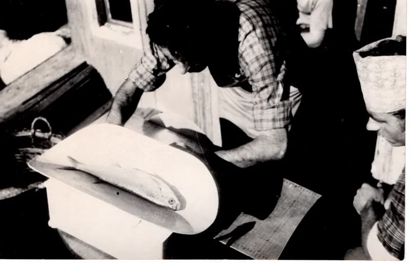 Halászszövetségi tevékenység -  halmérés