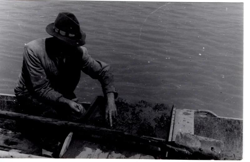 Tiszavirág  gyűjtése