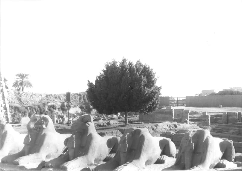 A Fehér család Egyiptomban