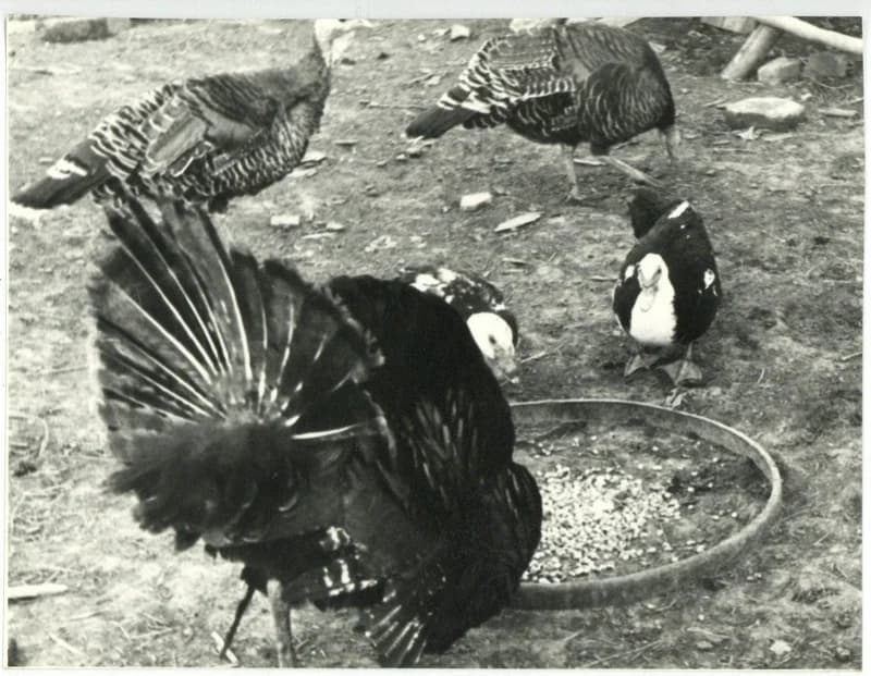 Luca-napi baromfietetés hordóabroncsból