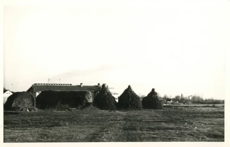 Vágóhíd a nyugati bikaistállónál