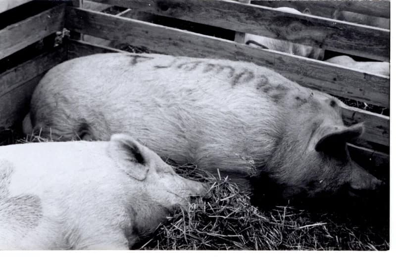 Ünnepi kiállítás - díjnyertes állatok