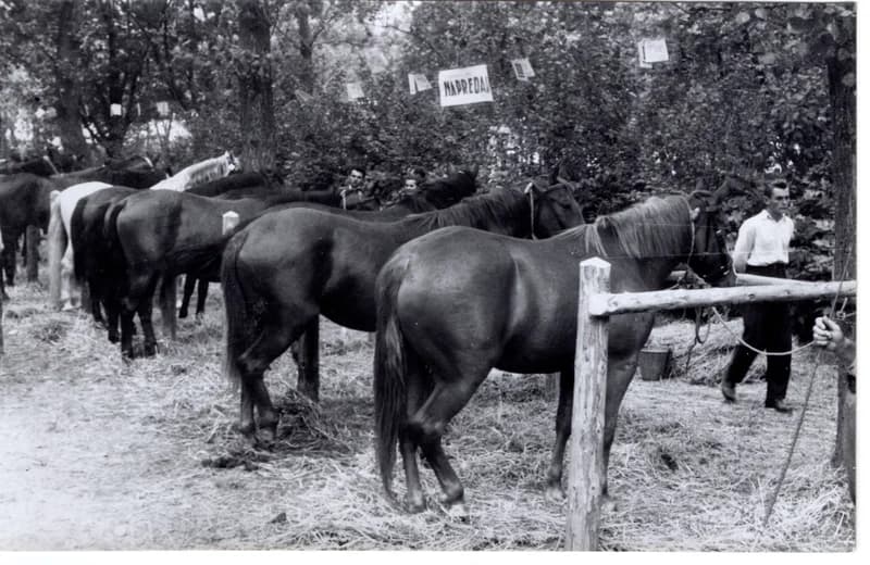 Ünnepi kiállítás - díjnyertes állatok