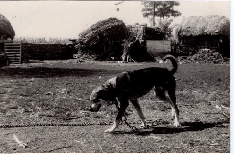 Házőrző a tanyán