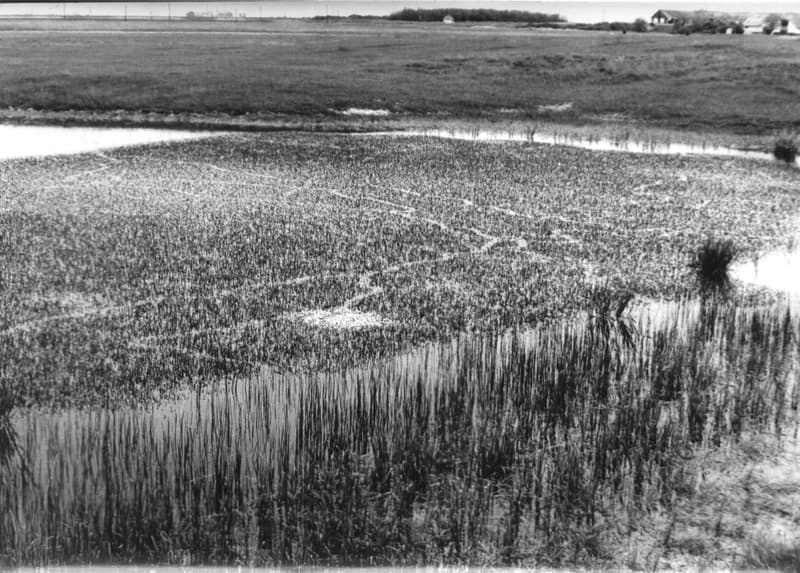 Birkaól és gémeskút Zenta környékén