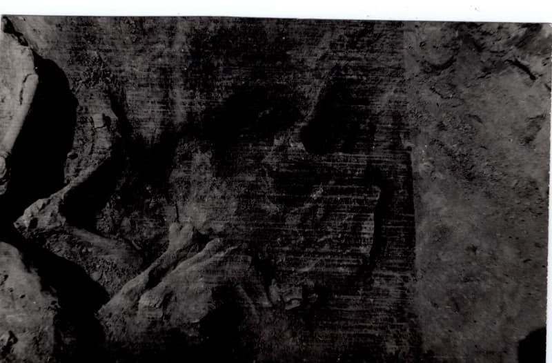 Állatcsontvázlelet