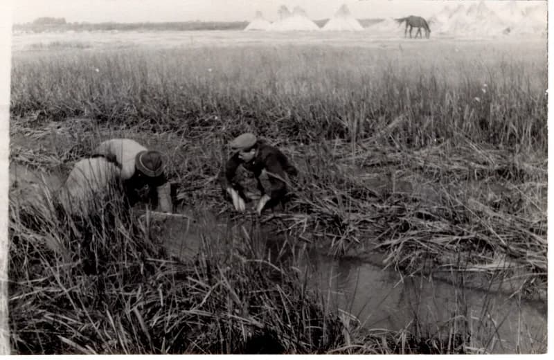 Az écskai halgazdaság - ívóhely tisztítása