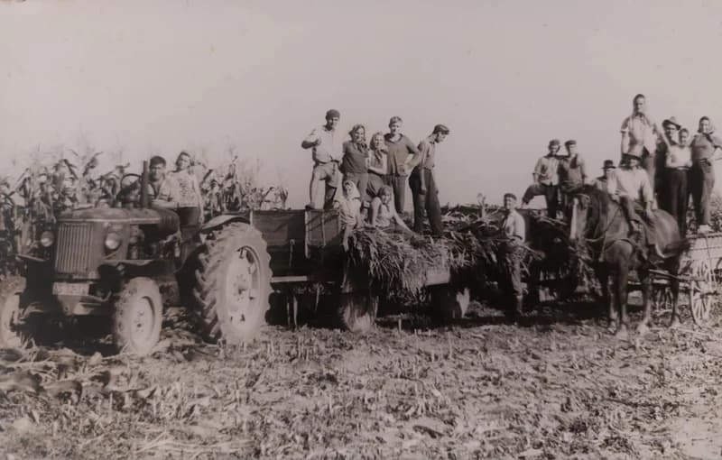 Kukoricaszedés Gomboson