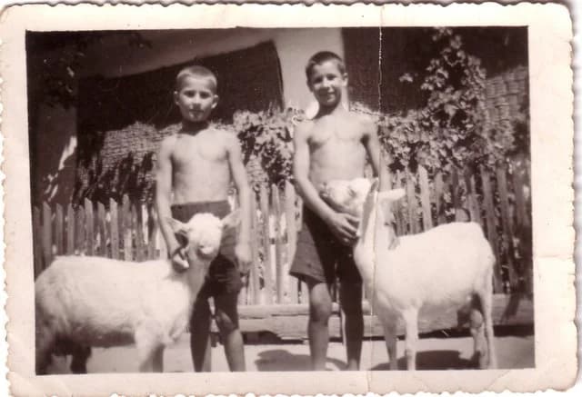 Gyerekek kecskékkel