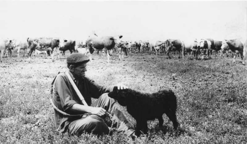 Tehenész a kutyájával