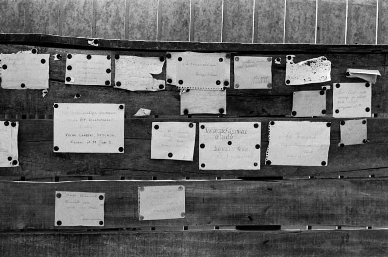 Gyurkovics Hunor és a Pelikán lányok