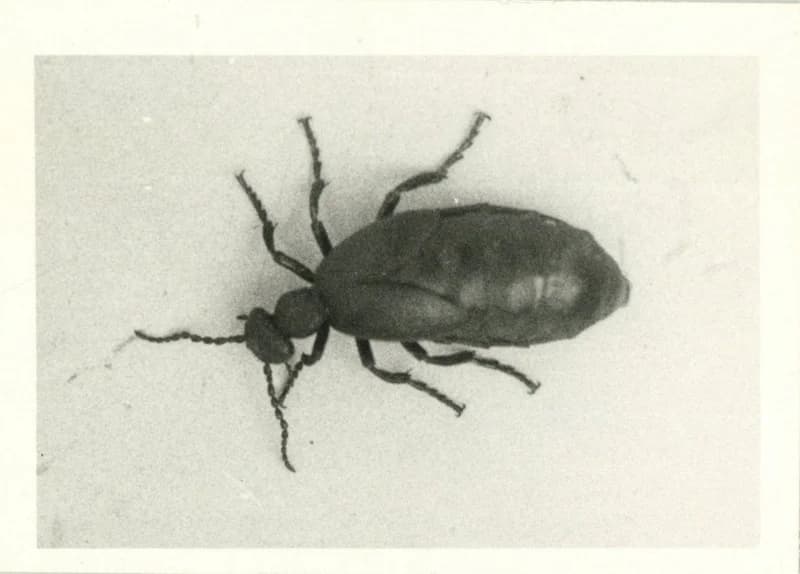 Nünüke (Meloe proscarabaes)