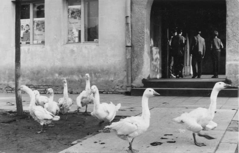 Libák a mozi előtt