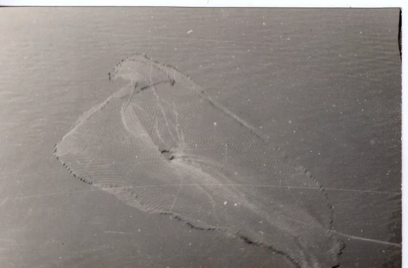 Halászat dobóhálóval