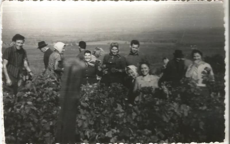 Szüretelés Bezdánban