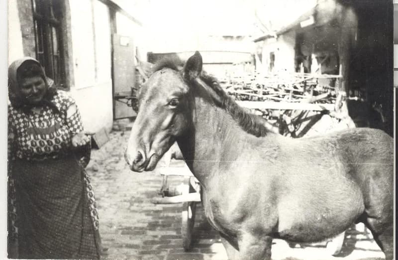 Rövid Rózsa csikóval