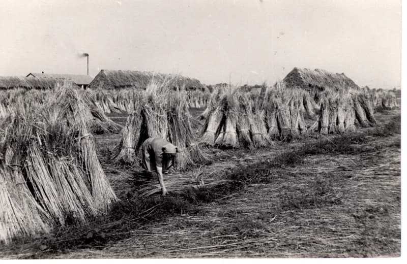 A kender kévébe kötése