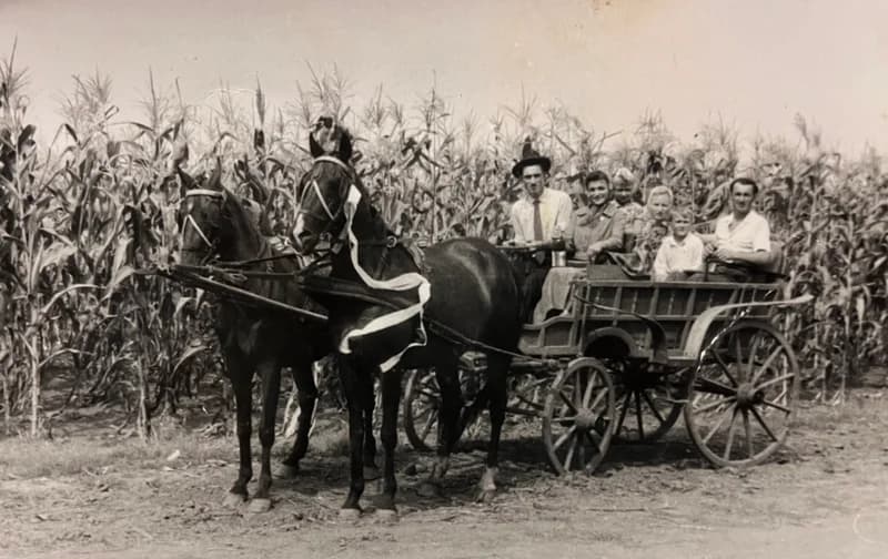 Rokonok a lovaskocsin a kukoricás mellett 