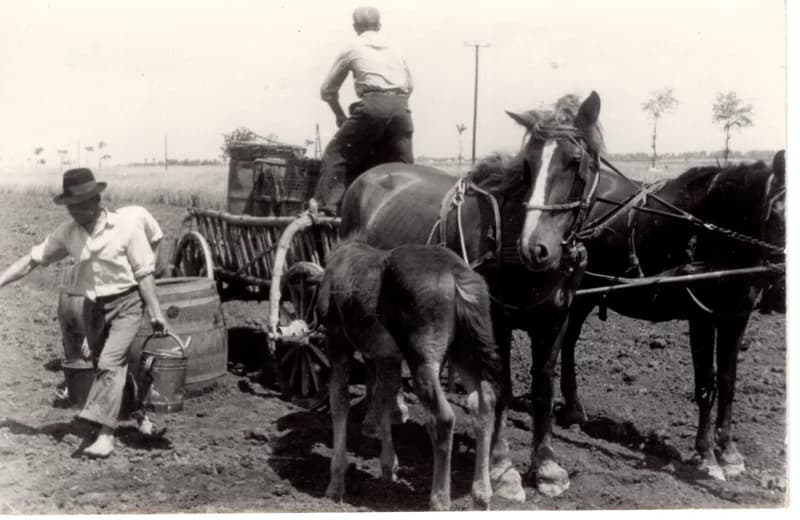 Paprikaültetés  - locsolás