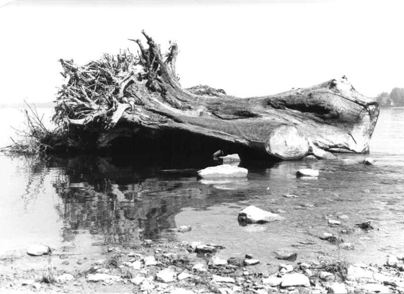 A gombosi hídnál a Tisza