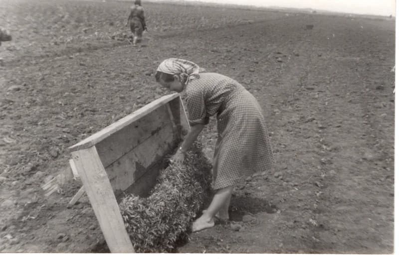 Paprikaültetés - kolé