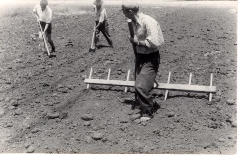 Paprikaültetés - sorkihúzás