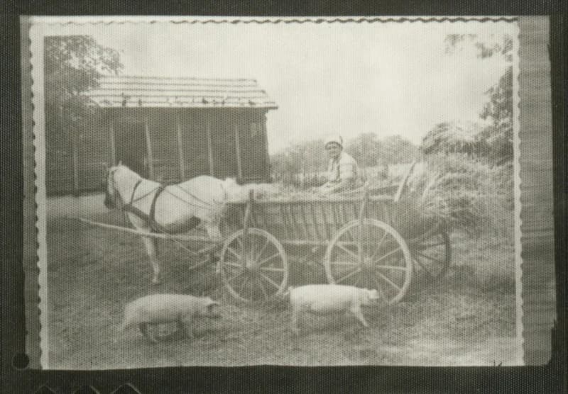 Lovaskocsi disznókkal