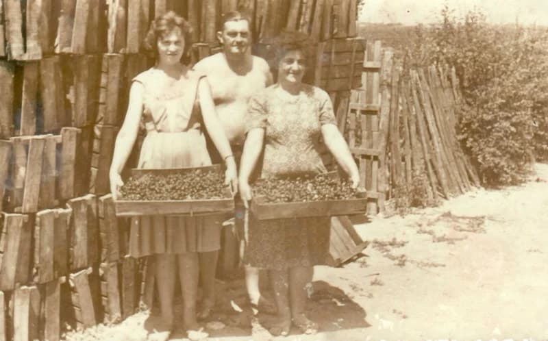 Gyümölcs felvásárlás 