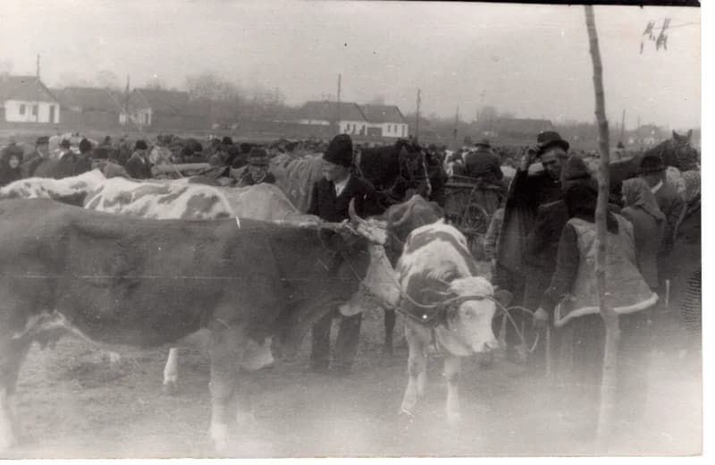 Zentai vásár - marhavásár