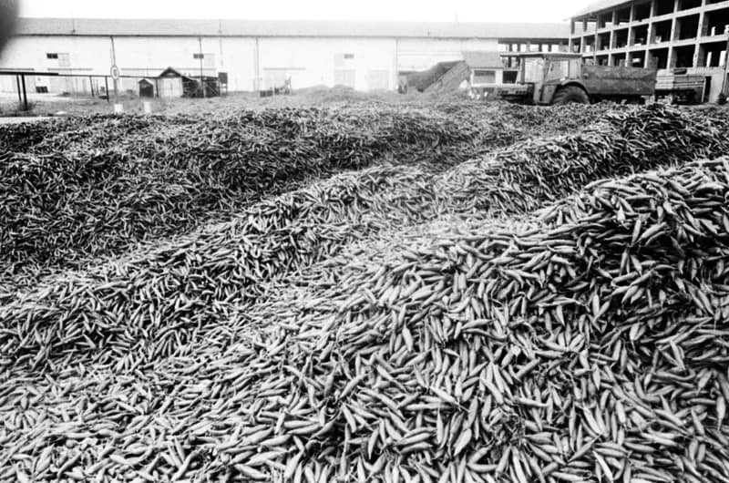 Vitamin Paprikagyár