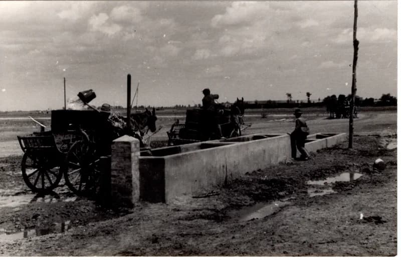 Paprikaültetés - vízhordás