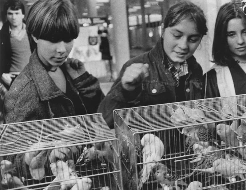 Fiatal madarászok az újvidéki vásáron