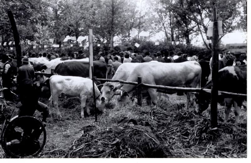 Ünnepi kiállítás - díjnyertes állatok