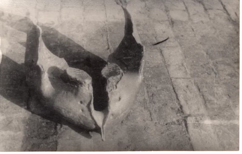 Mamut alsó állkapcsa