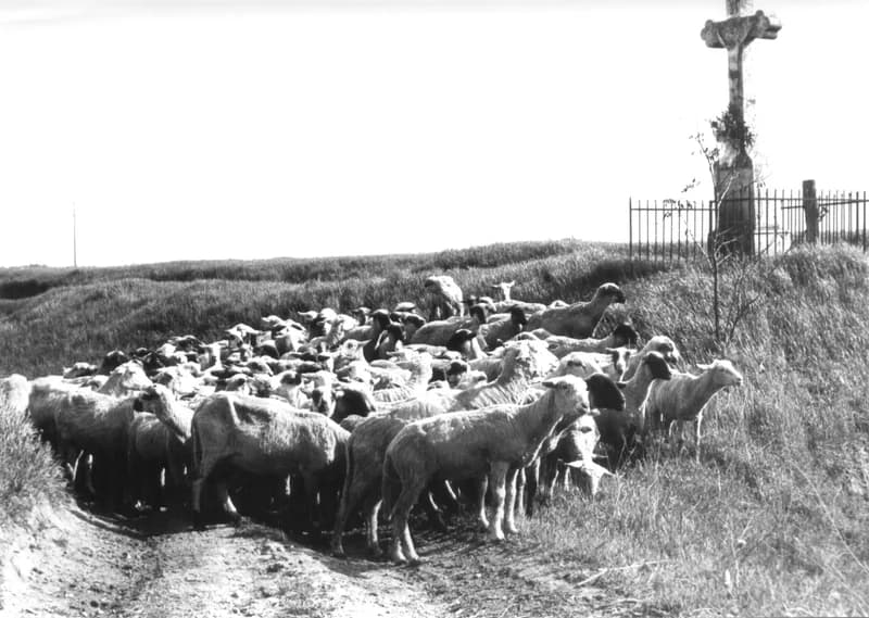 Legelő birkanyáj a Zenta-Felsőhegy közötti útszéli keresztfánál 