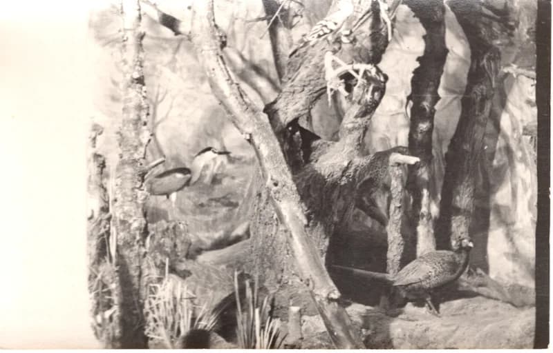 A Tisza mente élővilága - tárlatrész