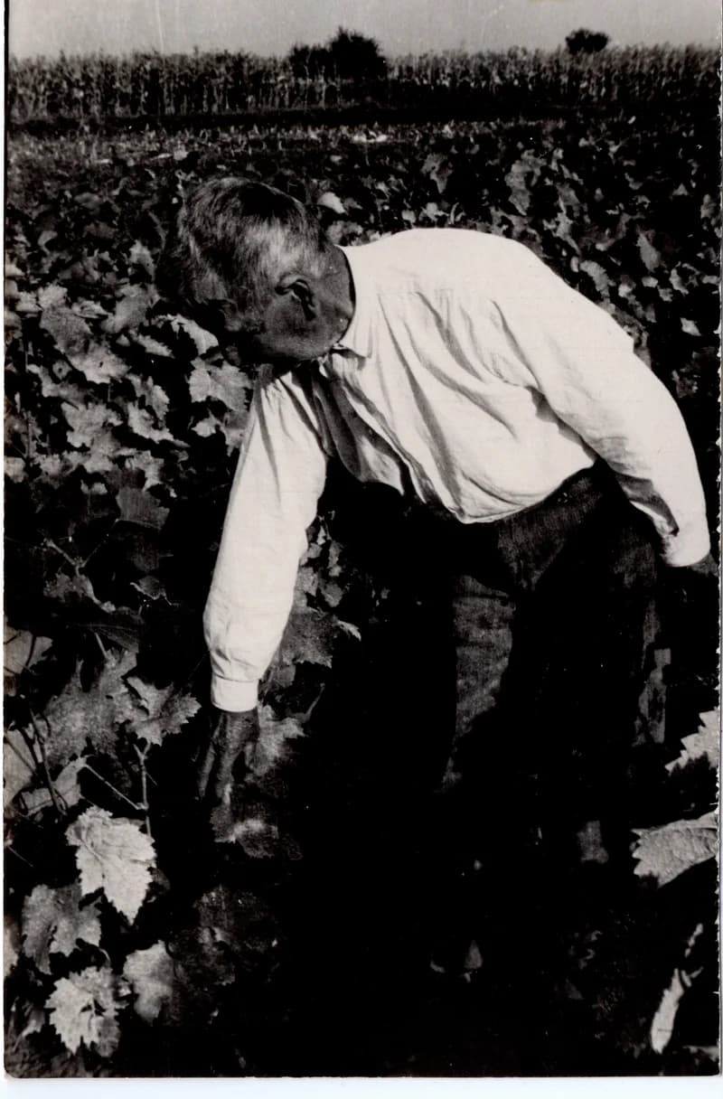 Mészáros Mátyás szőlősgazda