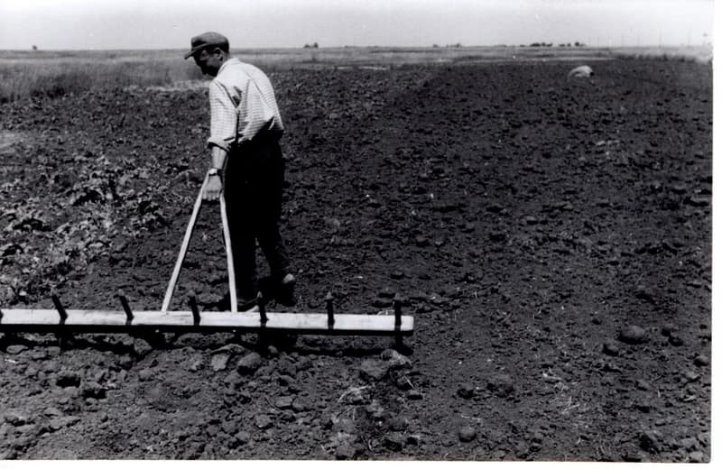 Paprikaültetés - sorkihúzás