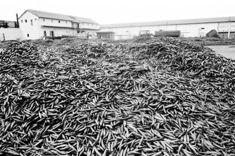 Vitamin Paprikagyár