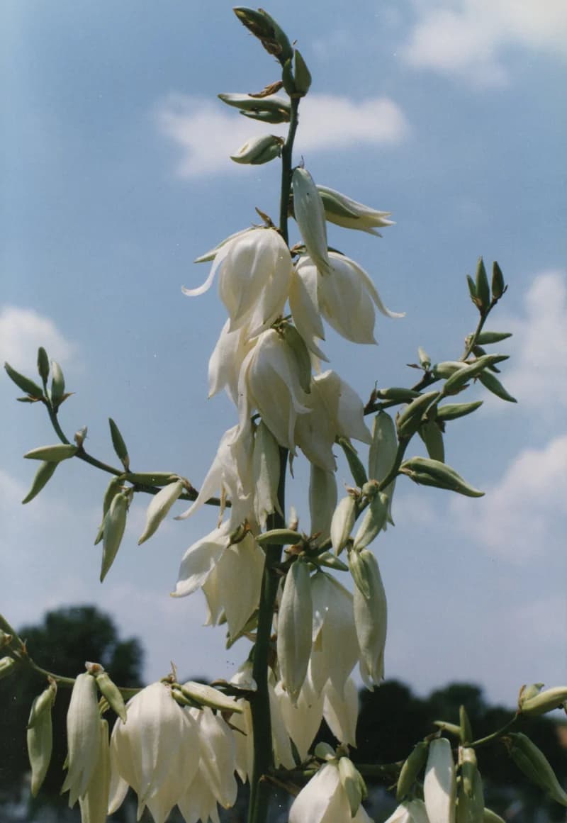 Fehér virág a becsei temetőben