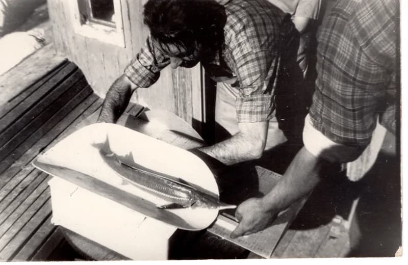 Halászszövetségi tevékenység -  kecsegemérés