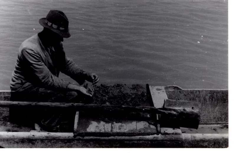 Tiszavirág  gyűjtése