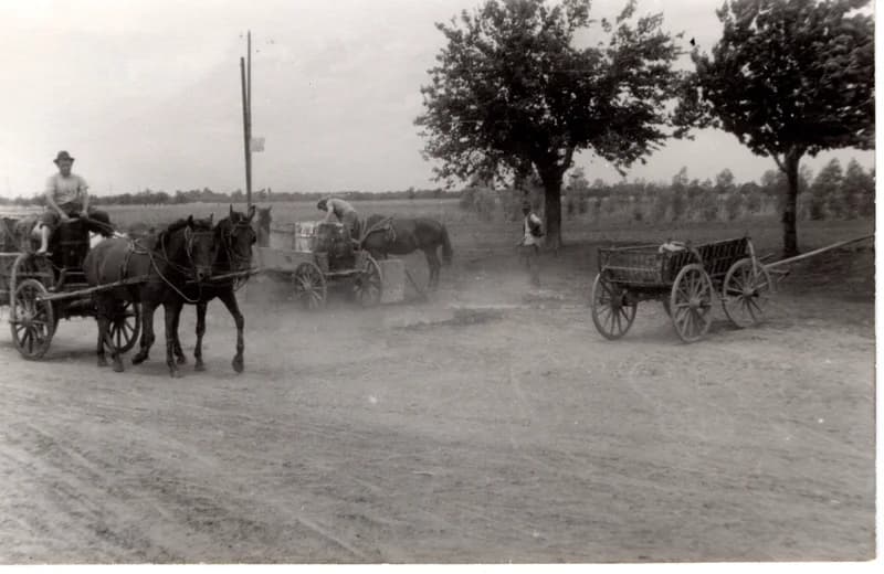 Paprikaültetés - vízhordás