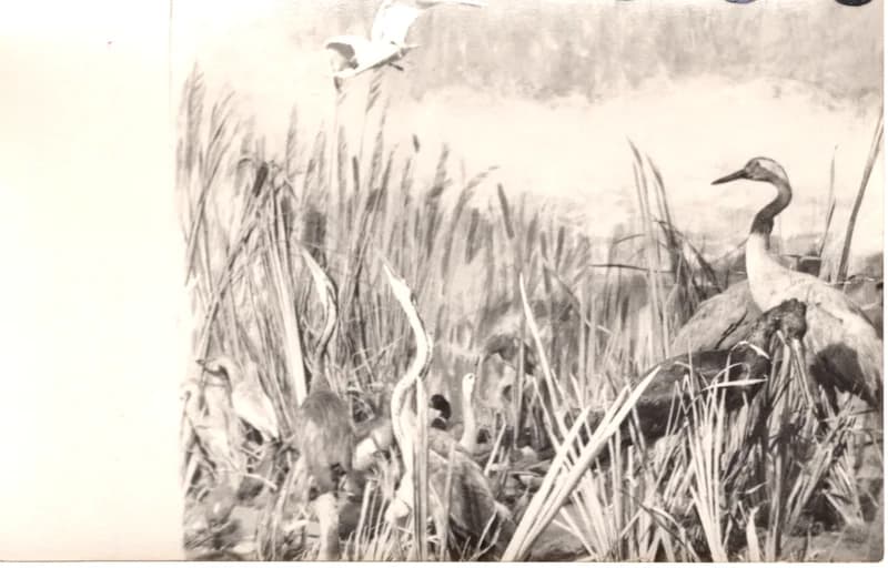 A Tisza mente élővilága – tárlatrész