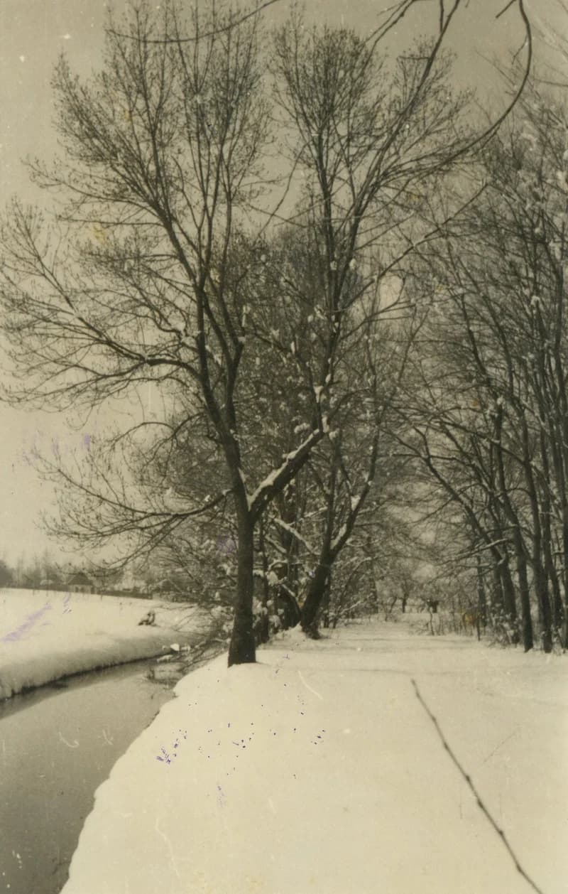 Temerini park – részlet