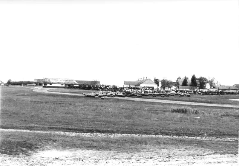 Birkaól és gémeskút Zenta környékén