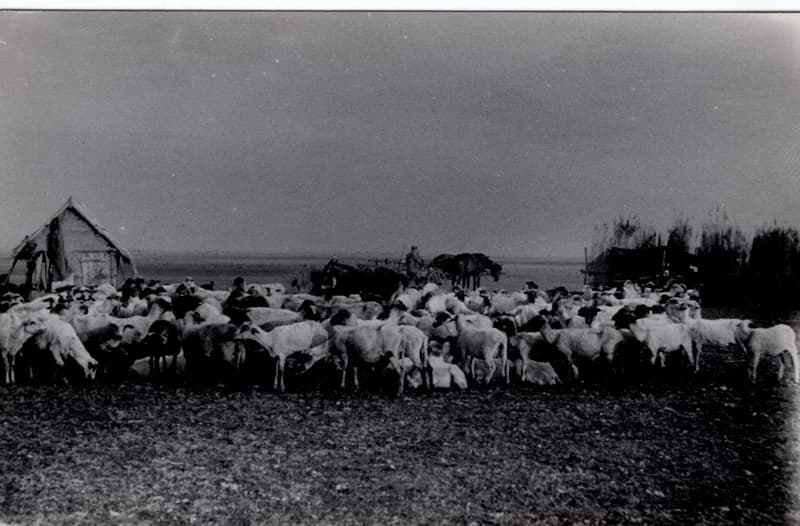Szárnyék nyájjal és gunyhóval